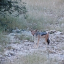 Etosha National Park