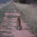 Africat foundation, Okonjima
