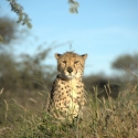 Africat foundation, Okonjima
