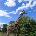 just a couple of meters away, Etosha National Park