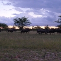 Etosha National Park